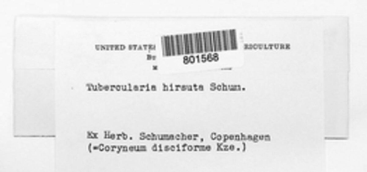 Tubercularia hirsuta image
